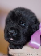 Превью фото № 123500