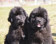 Превью фото № 123503