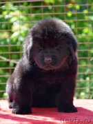 Превью фото № 123509