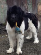 Превью фото № 123510