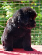 Превью фото № 123513