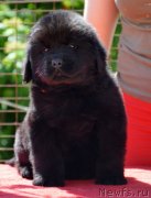 Превью фото № 123516