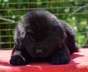 Превью фото № 123518