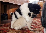 Превью фото № 123536