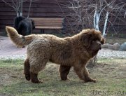 Превью фото № 123545