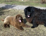 Превью фото № 123557