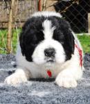 Превью фото № 12359