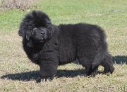 Превью фото № 123605