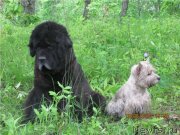 Превью фото № 123616