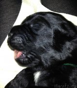 Превью фото № 123621