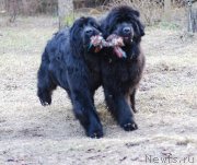 Превью фото № 123654