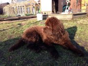 Превью фото № 123667