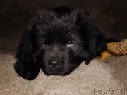 Превью фото № 123685