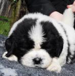 Превью фото № 12369