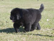 Превью фото № 123692