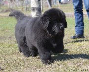 Превью фото № 123693