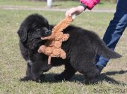 Превью фото № 123695