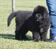 Превью фото № 123701