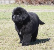 Превью фото № 123702