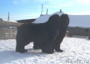 Превью фото № 123831