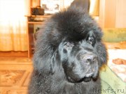 Превью фото № 123844