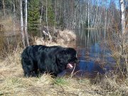 Превью фото № 123888