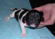 Превью фото № 123920