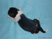 Превью фото № 123922