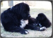 Превью фото № 123968