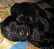 Превью фото № 124048