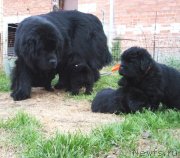 Превью фото № 124060