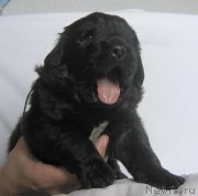 Превью фото № 124062