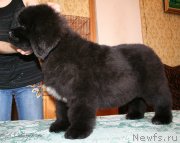 Превью фото № 124091