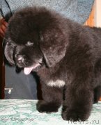 Превью фото № 124093