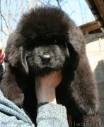 Превью фото № 124096