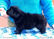 Превью фото № 124103