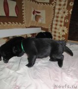 Превью фото № 124163