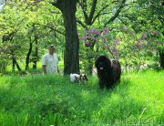 Превью фото № 124229