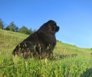 Превью фото № 124230