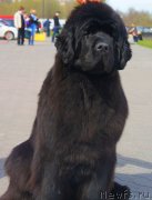 Превью фото № 124250