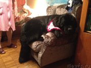 Превью фото № 124259