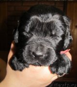 Превью фото № 124287