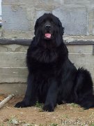 Превью фото № 124290