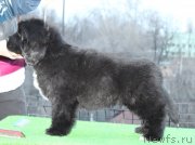 Превью фото № 124302