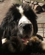 Превью фото № 124307