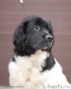 Превью фото № 124345