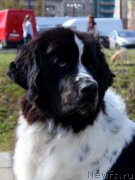 Превью фото № 124374