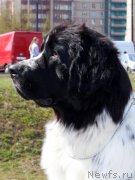 Превью фото № 124375