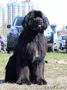 Превью фото № 124379