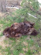 Превью фото № 124443